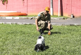 Patrulha canina do Corpo de Bombeiros do Rio recebe reforço de filhotes farejadores para salvar vidas