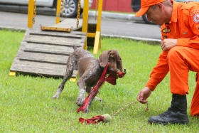 Corpo de Bombeiros RJ forma novos condutores de cães de busca e resgate