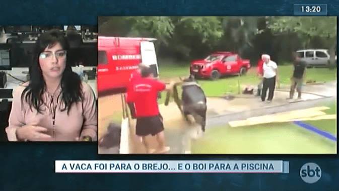 Boi caiu dentro de uma piscina de um sítio em Volta Redonda no domingo – SBT