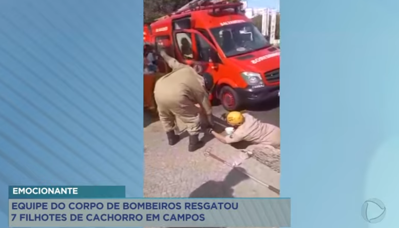 Corpo de Bombeiros resgata sete filhotes de cachorro em Campos – Record