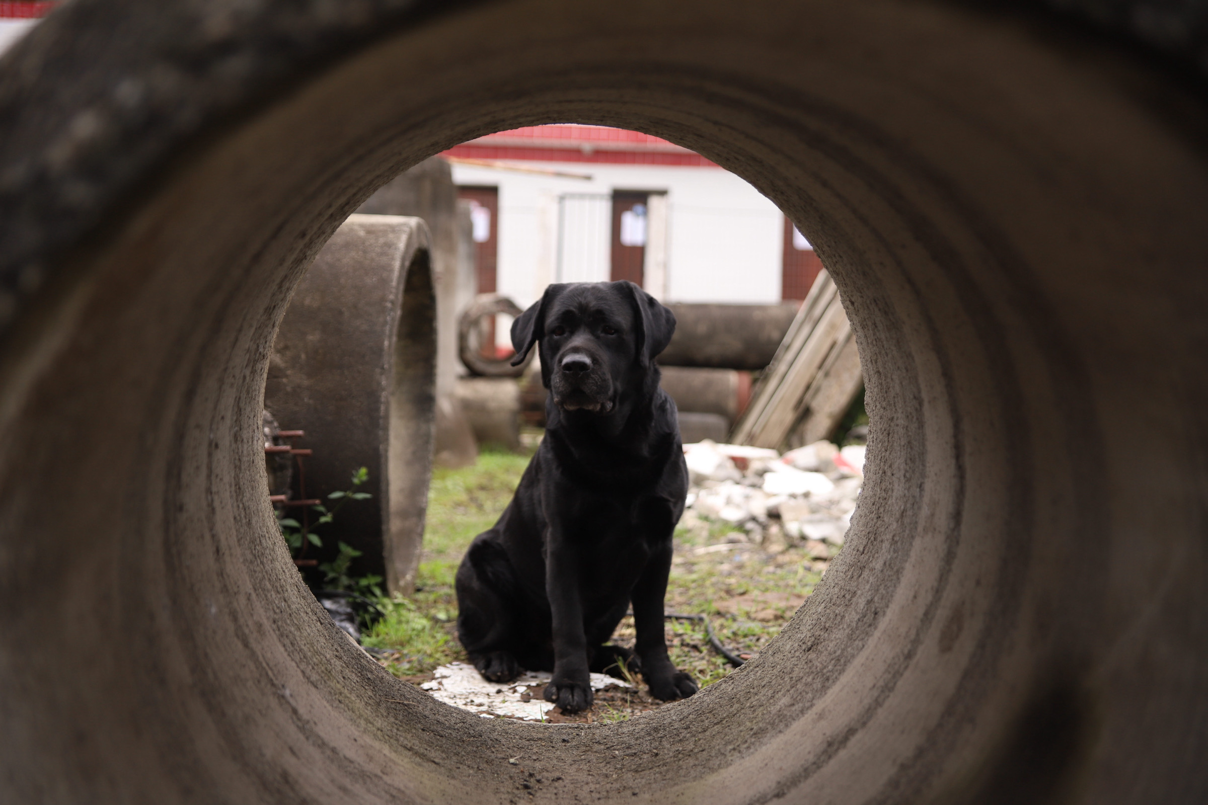 Canil do Corpo de Bombeiros celebra 20 anos com maior certificação nacional de cães de busca do país
